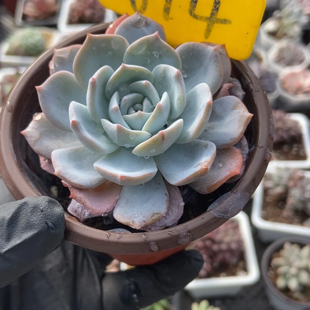 614白茶多肉植物诺肉