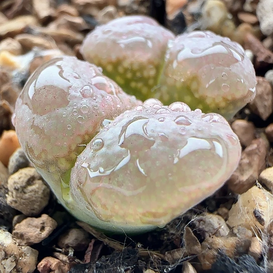 各位宝宝下午安康42258