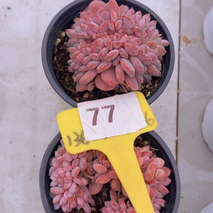 健健康康平平安安