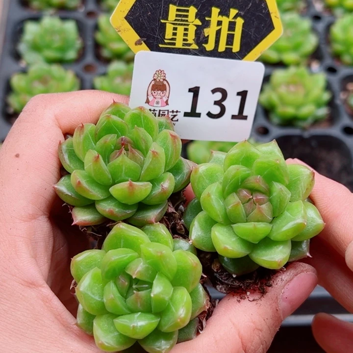 多肉植物多肉植物