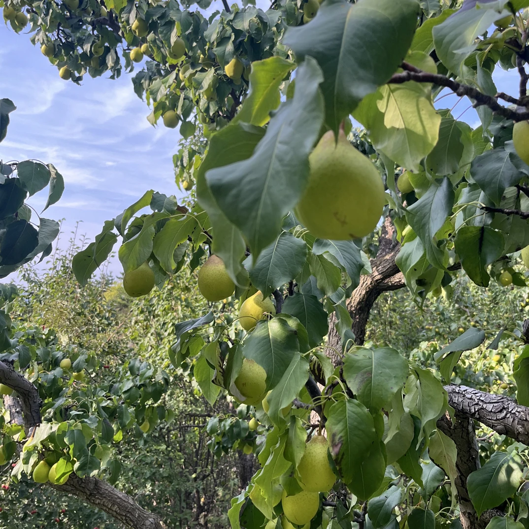 现摘鸭梨脆甜可口