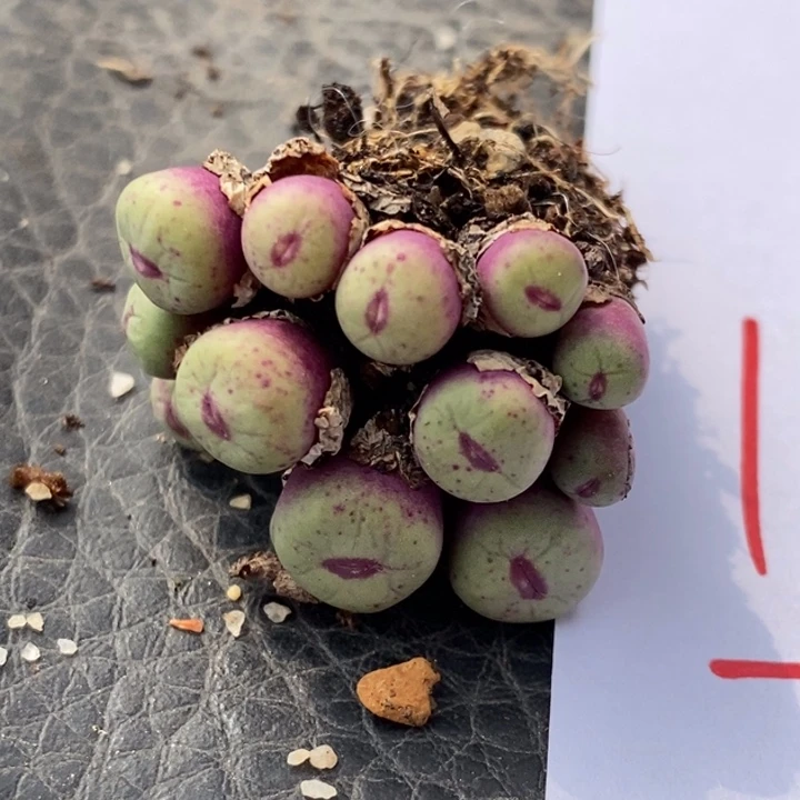 酷**号1349一群一群一群