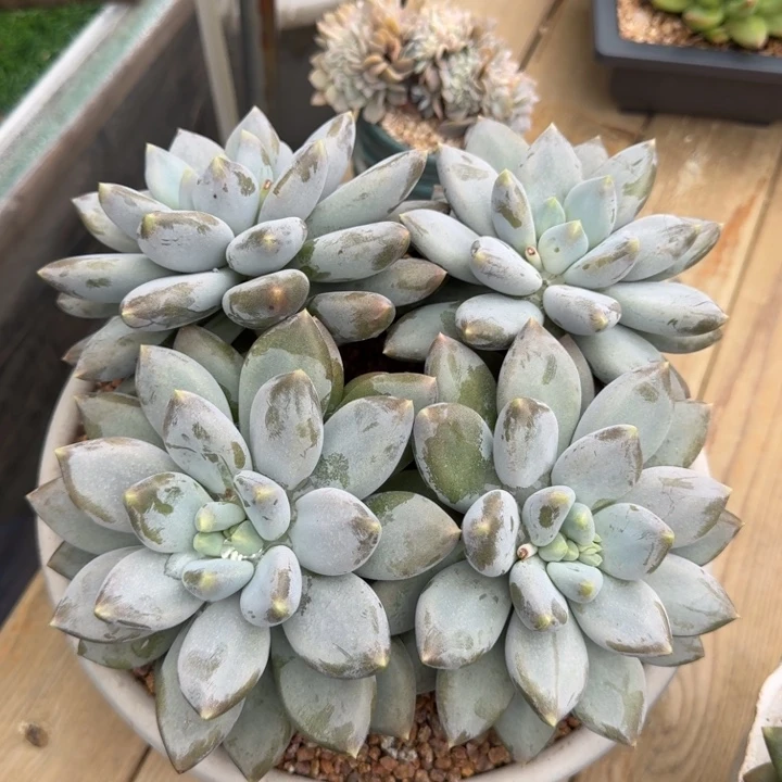 百***里多肉植物哥特萝莉