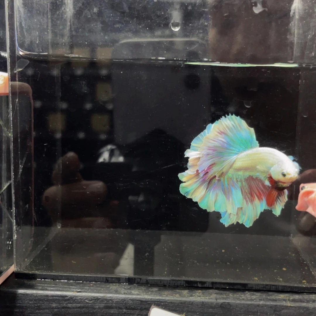 蓝口孵鱼啊哈哈哈话489