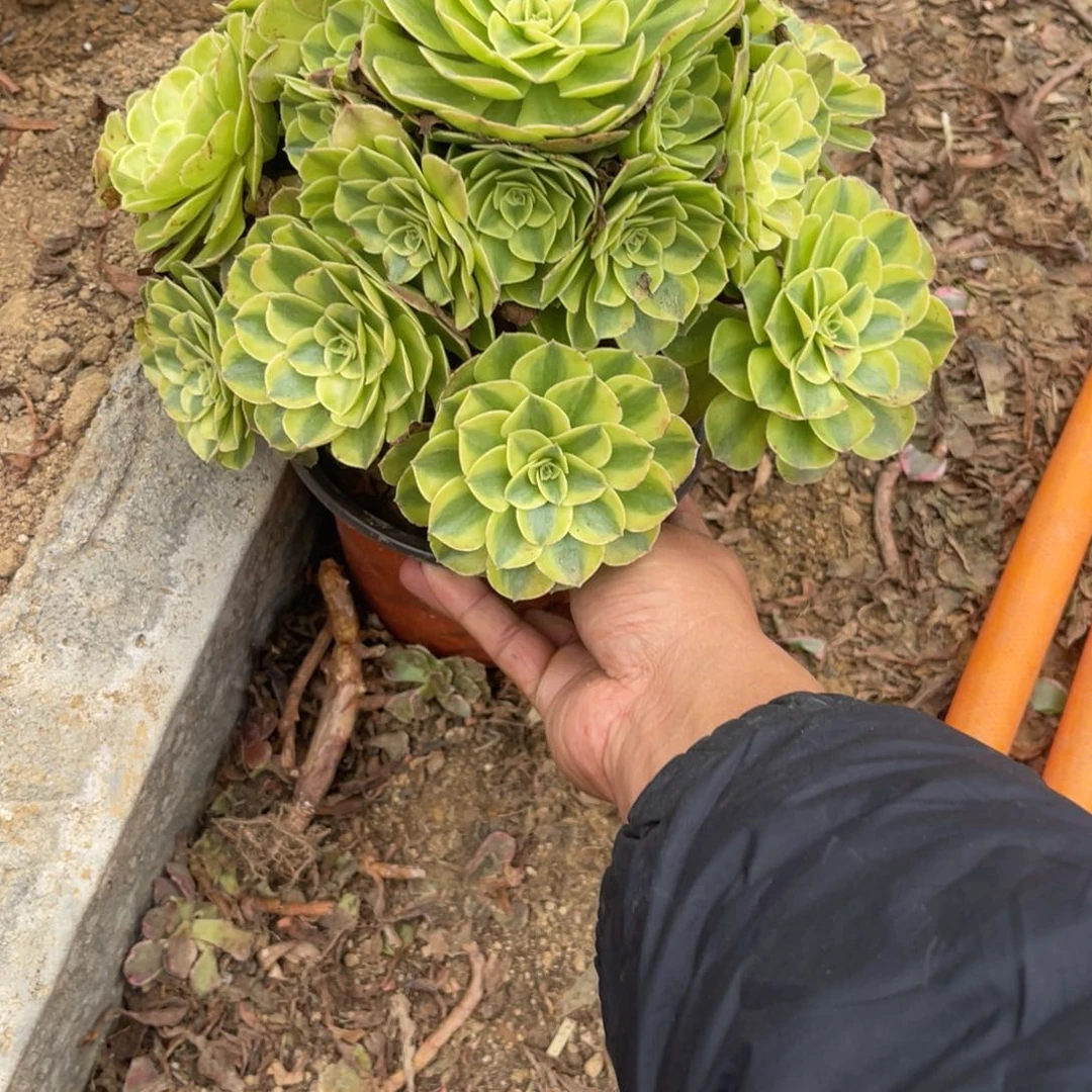 10-25-42雨荷法师锦多肉