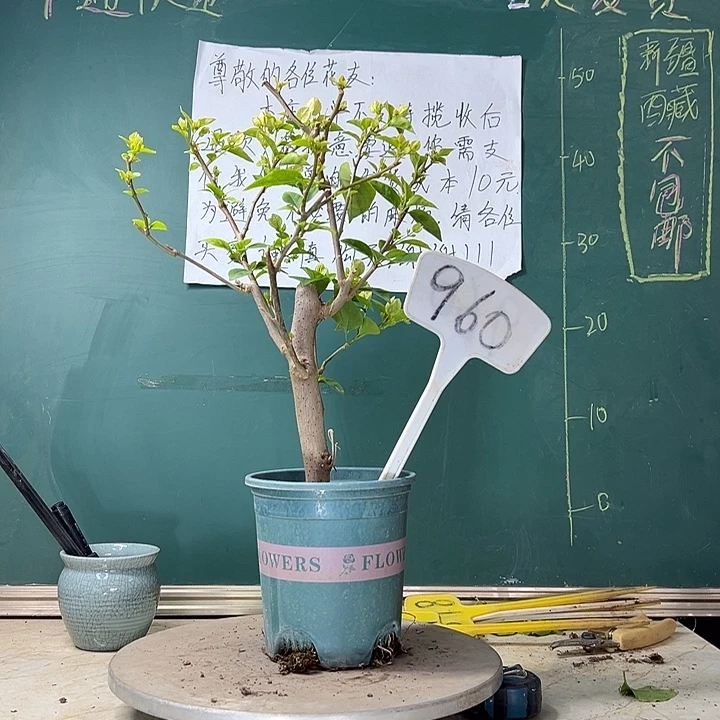 当前无花栽培后可以开花粗杆 口红 960