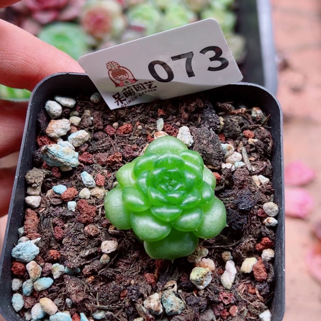 多肉植物多肉植物