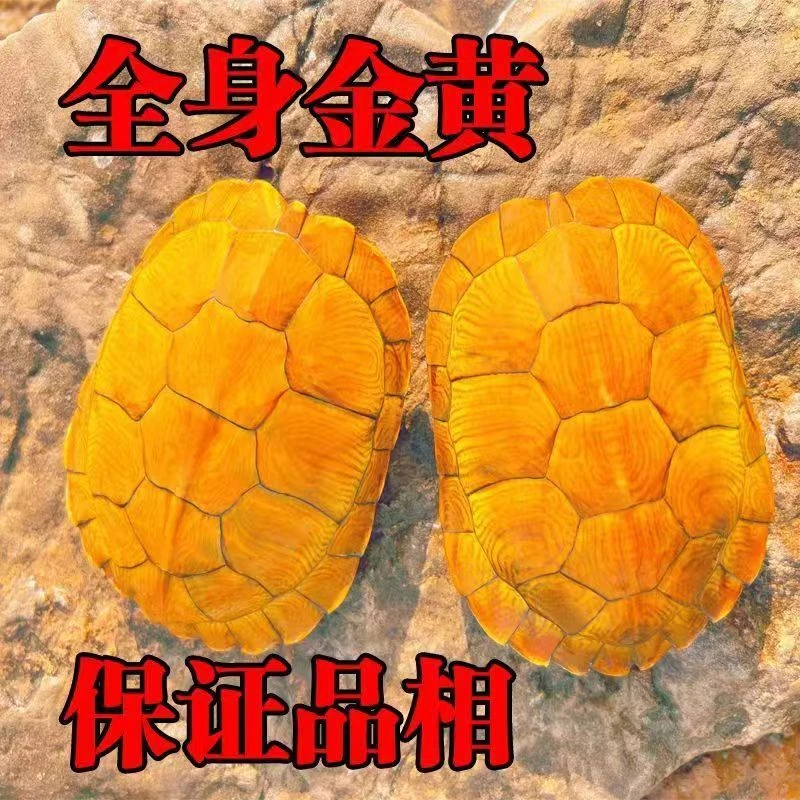 【黄金招财龟】小乌龟活物巴西黄金龟宠物观赏龟活体情侣龟