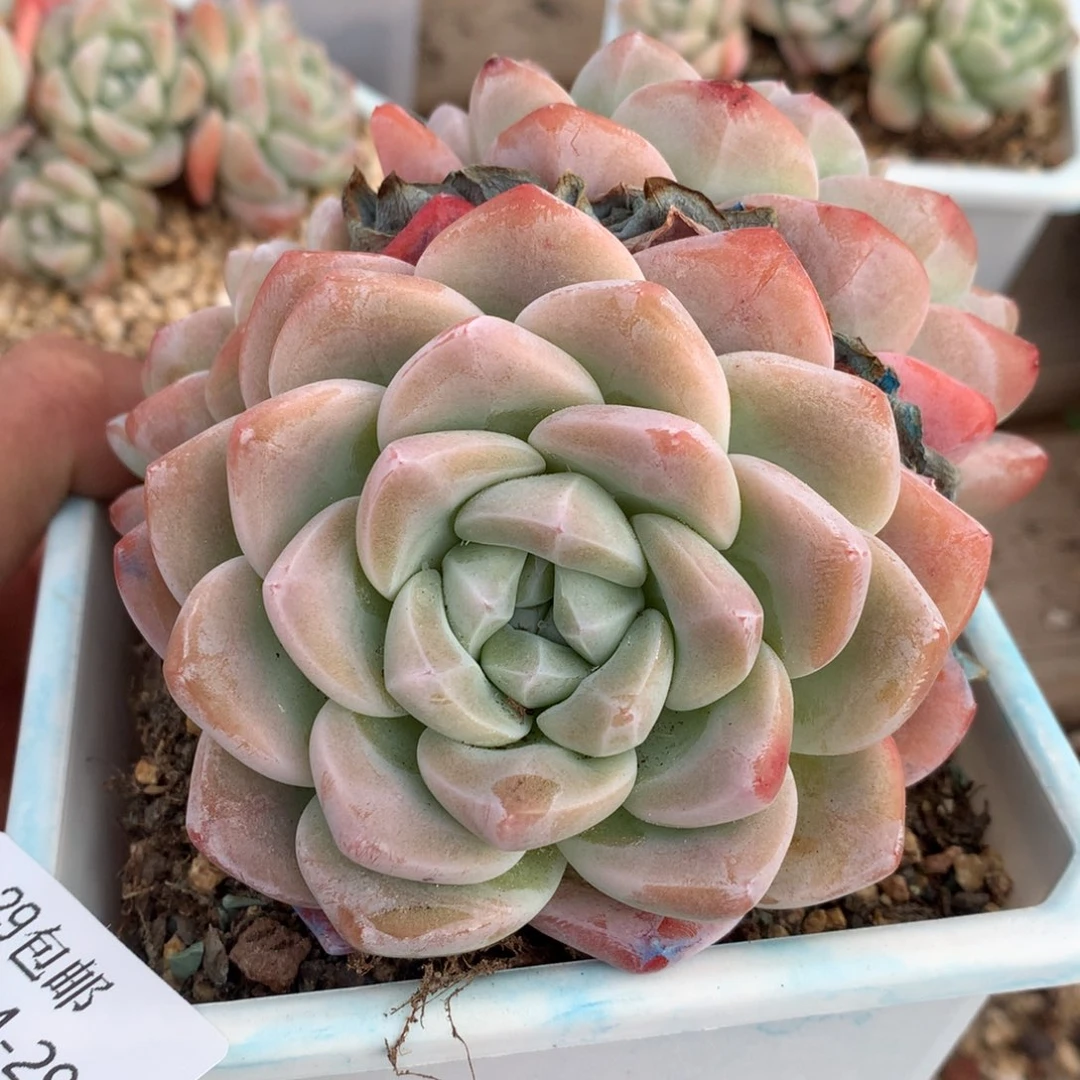 0214-29 老桩冰玉