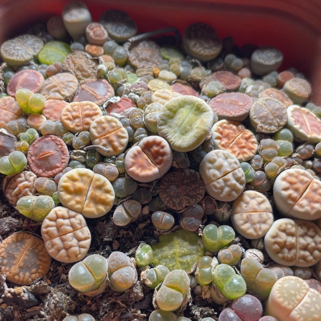 今晚大盆特价更新～23