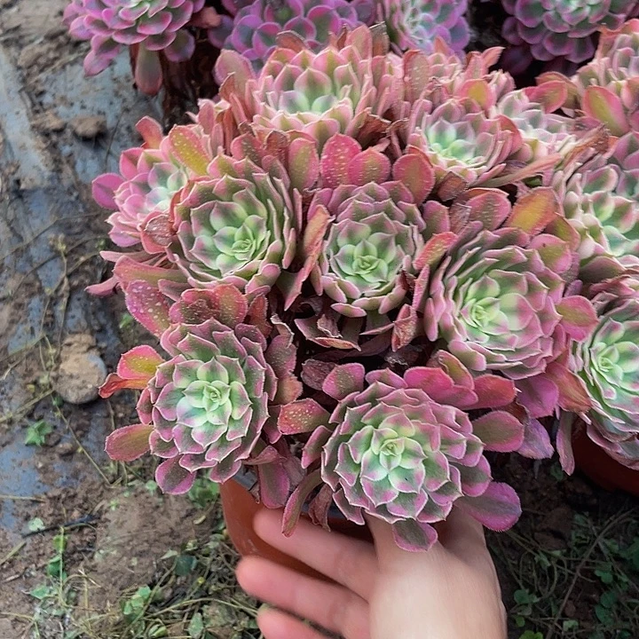 红铜超白一颗脱土发货