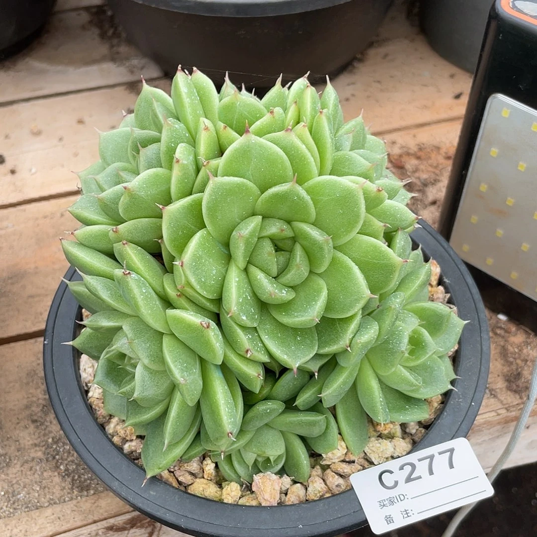 若如东云单拍C277