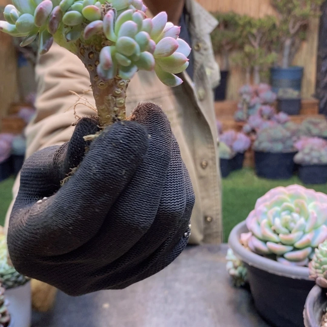 本*呀74 号玛瑙缀多肉