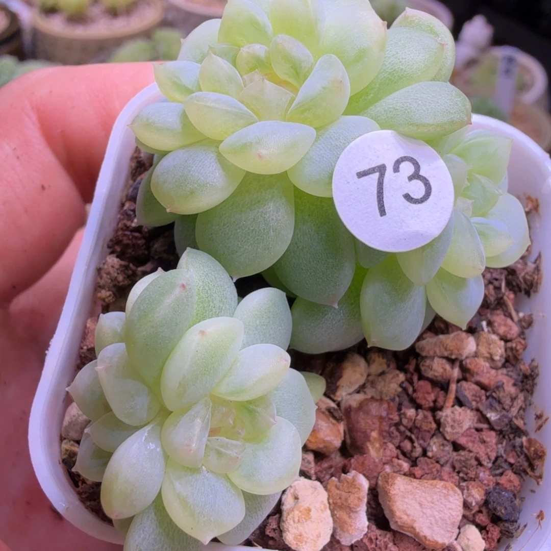 73号纸鸢4头一物一拍