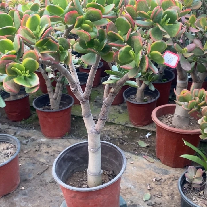 听***你黄金花月一物一拍