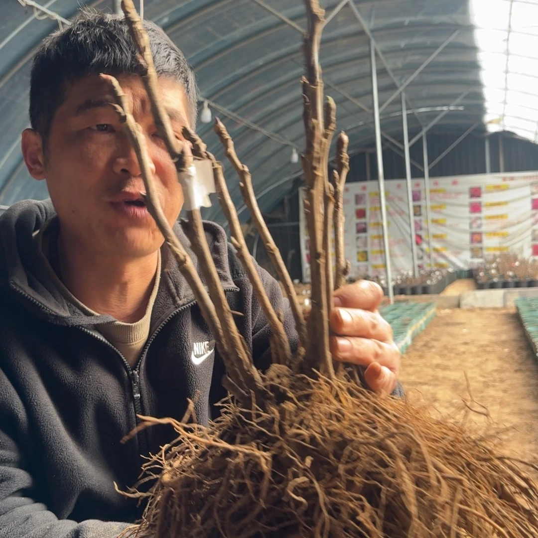 乌云集盛031。