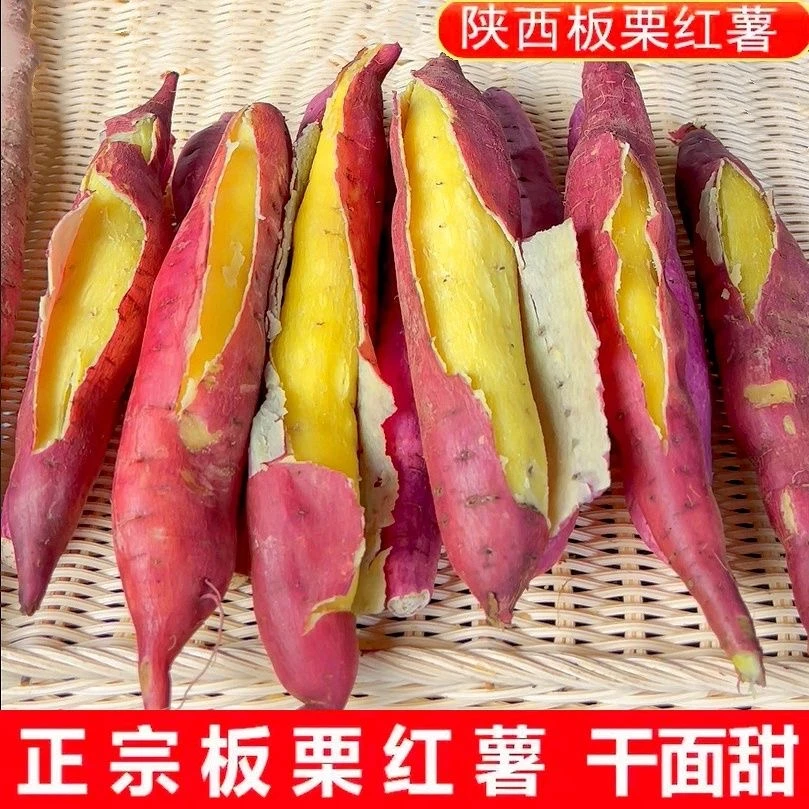 新鲜现挖陕西板栗红薯粉糯甘甜沙地番薯香甜可口4.5-5斤