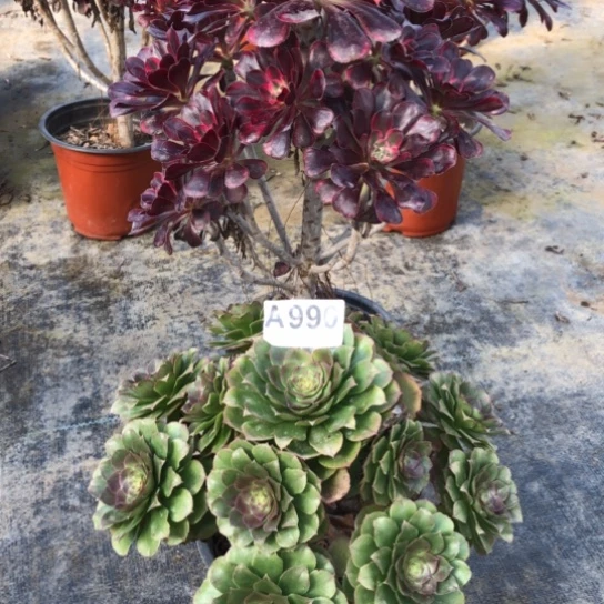 法师多肉植物我***！法师990