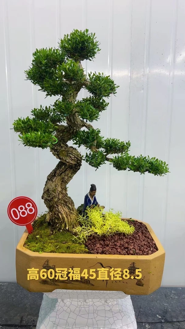 雀舌黄杨盆景室内绿植造型树耐寒不落叶四季常青