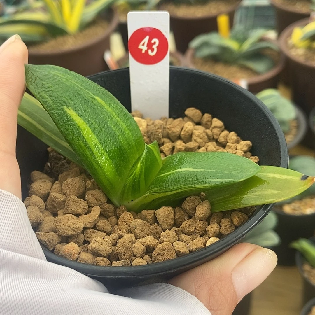 43卧牛实生锦带盆发货