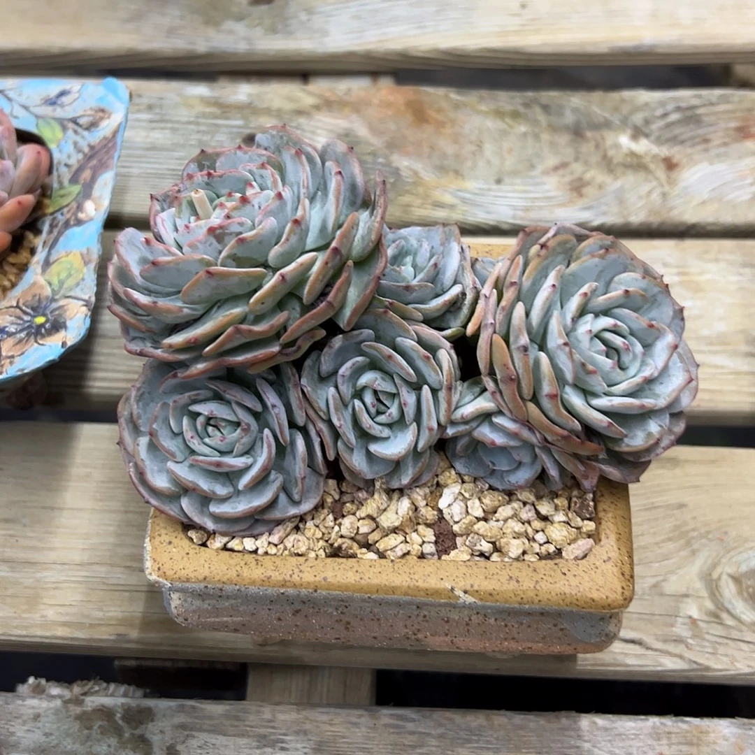 勃朗峰18 零零多肉植物