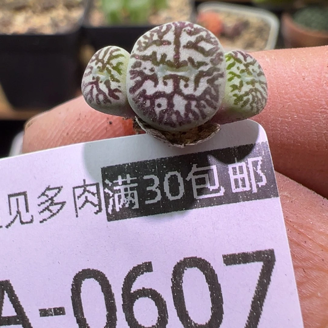 多肉植物111111111111