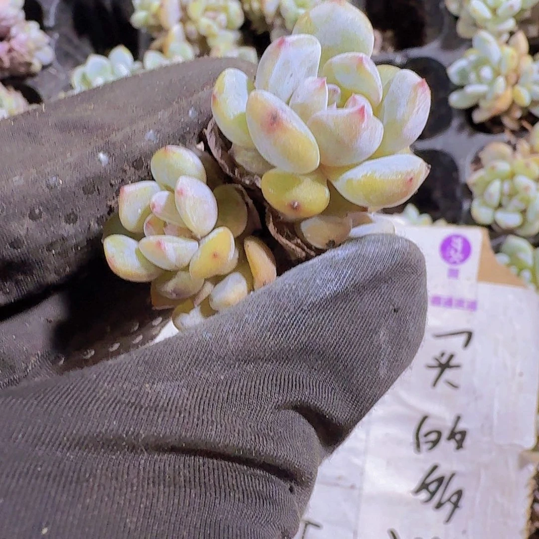 精品星星橙两颗一组