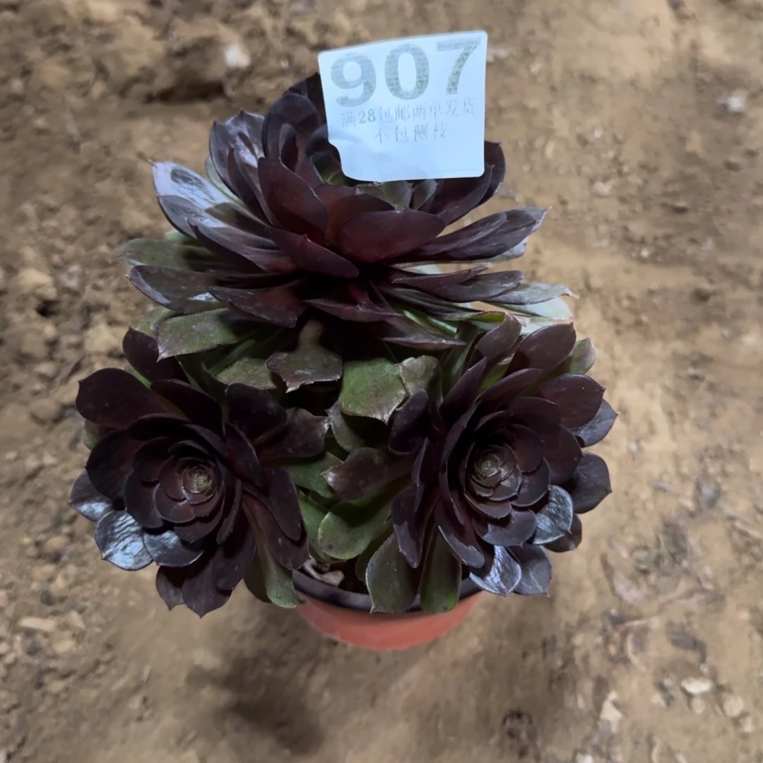 开**林907号黑魔清棚不包损