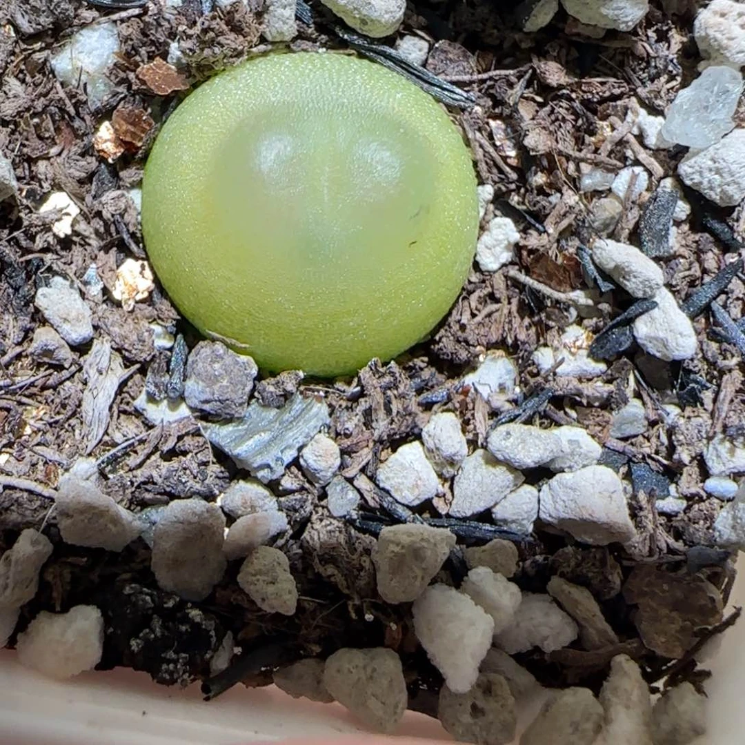 纯****眼肉锥多肉植物百科-日式拉登629