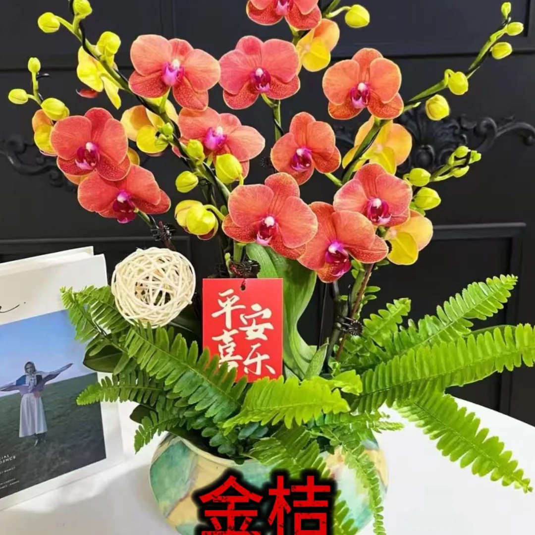【金桔】3.0寸爱马仕橙蜡质橘色珠光蝴蝶兰花期6-7个月