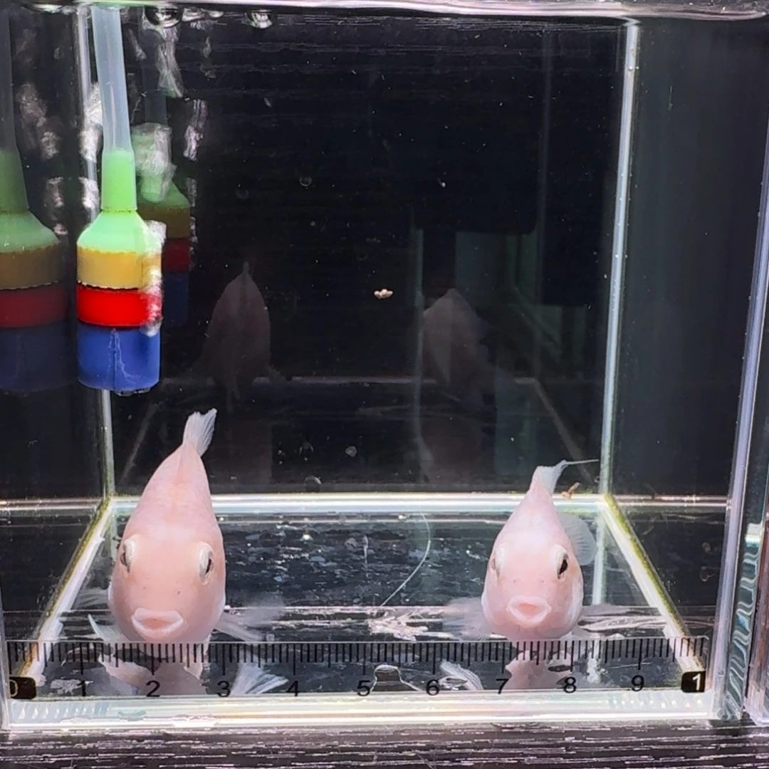 孔雀鱼迷你鹦鹉种鱼一对