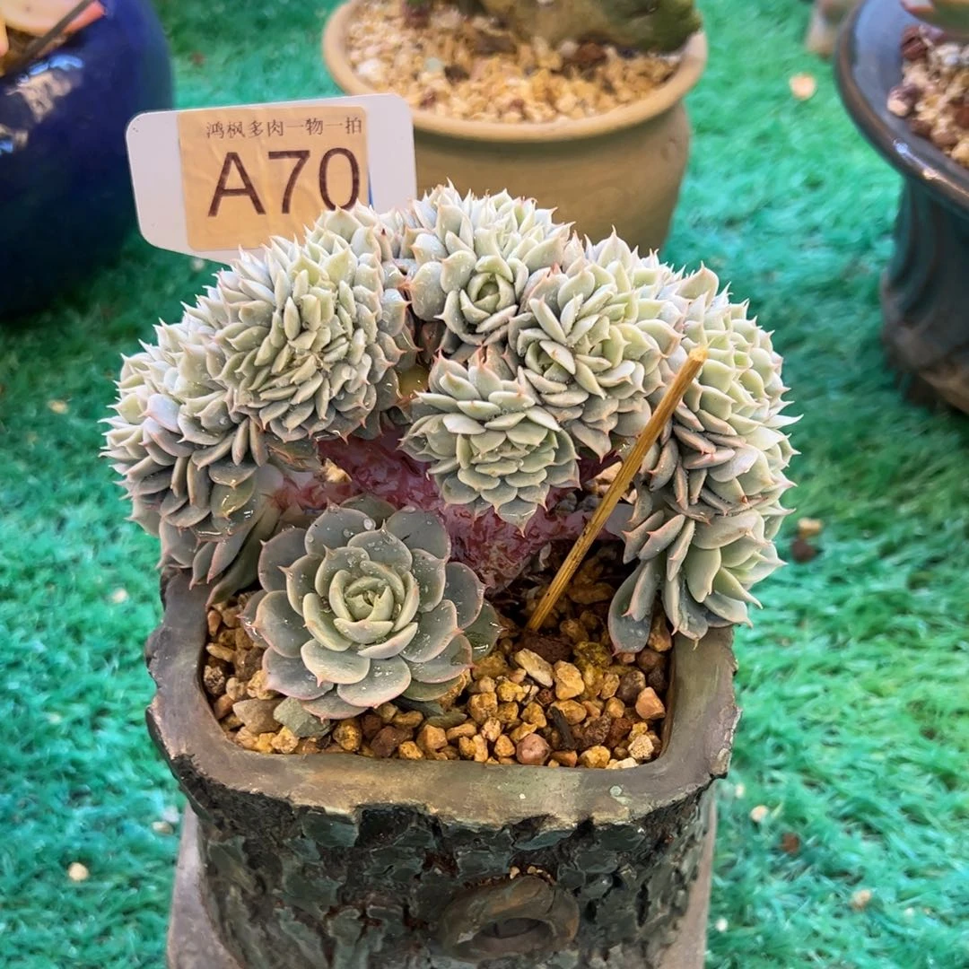 无花朵70，，，，，，，，，，，，，，，，，，，，