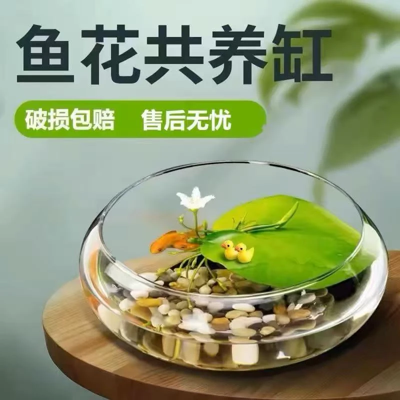 厂家直发碗莲碗批发新款加厚水培花盆水仙铜钱草盆栽绿植玻璃水养