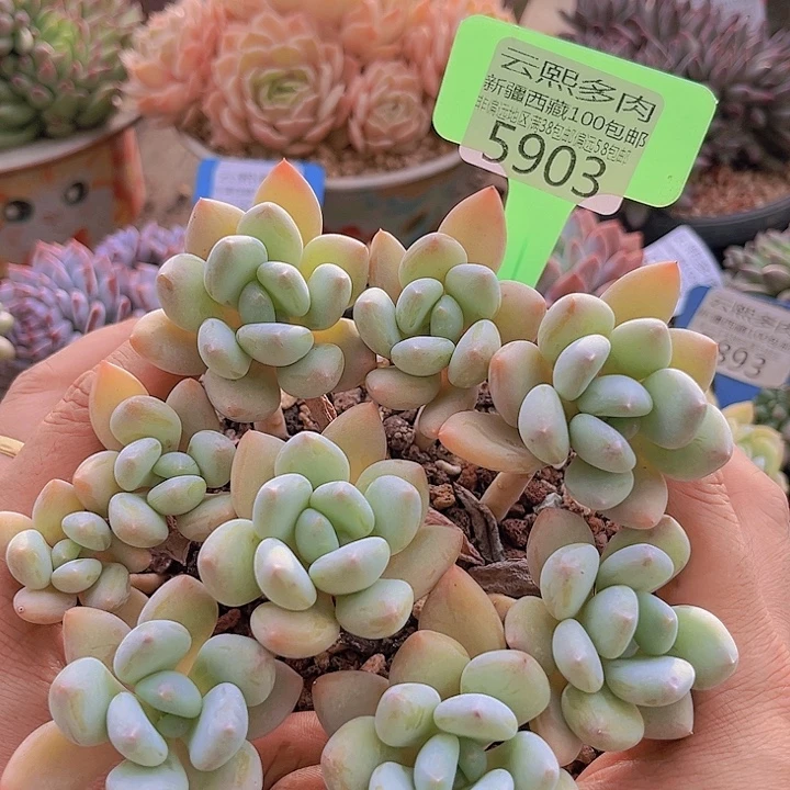 5903珍舞美人。