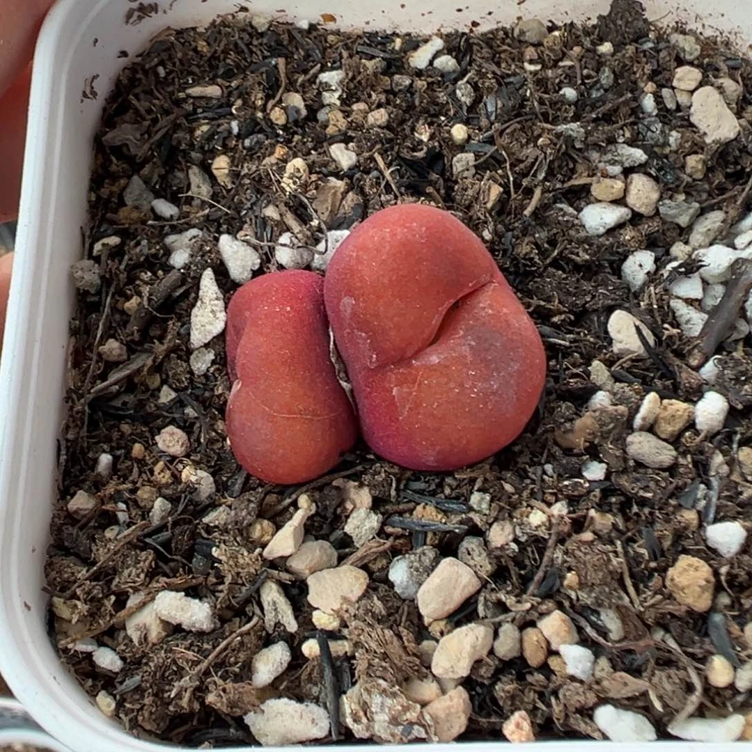 091超毛缀化带盆土发货