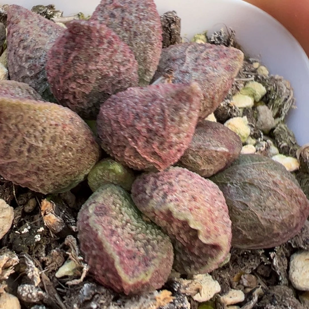 实生新品多肉植物水泡