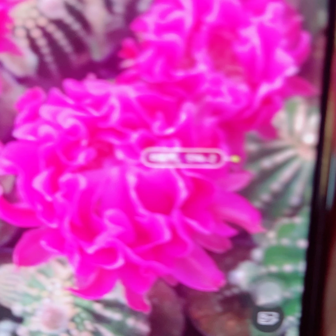 彩草嫣然 側芽 滿20包郵