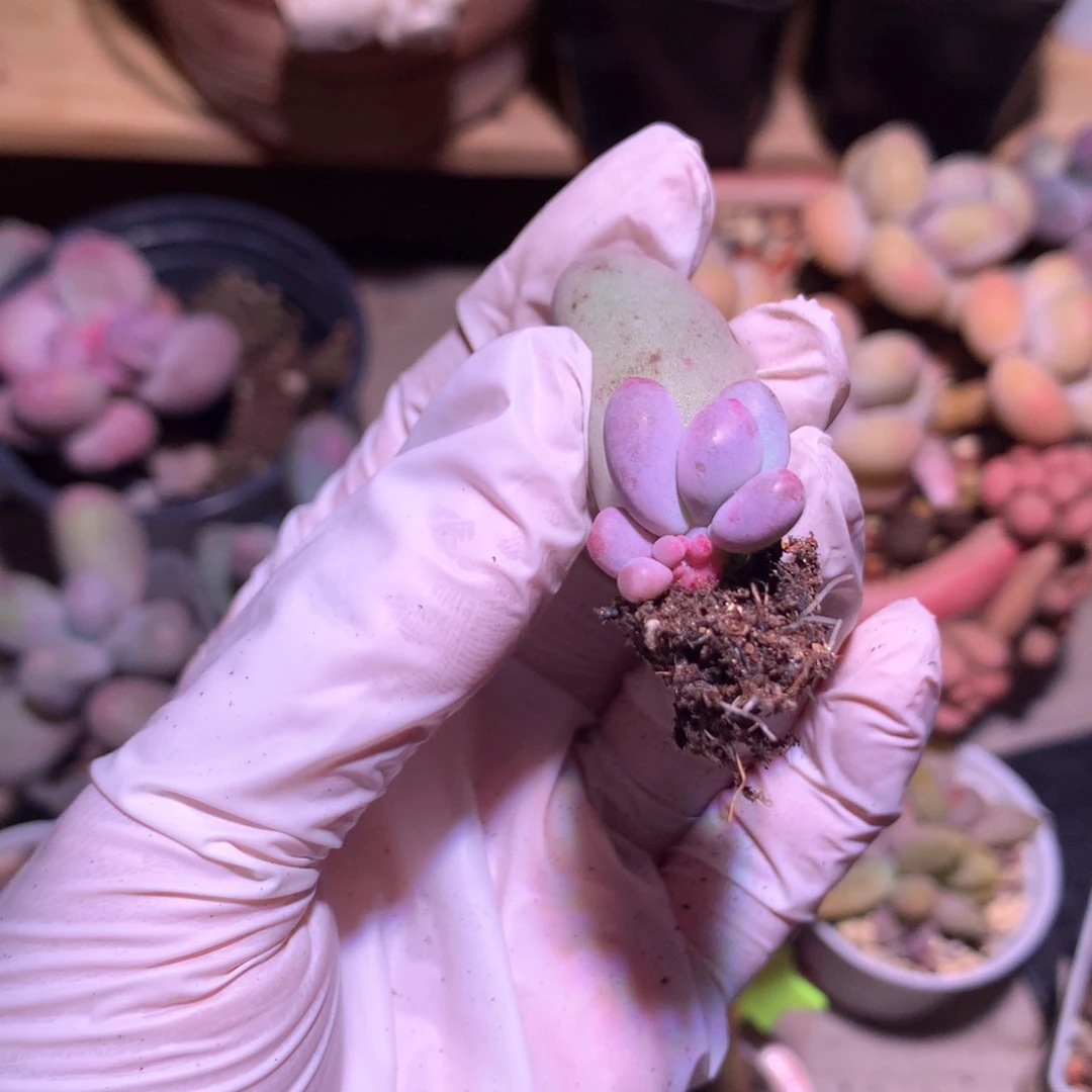 米可奶酪多肉米可奶