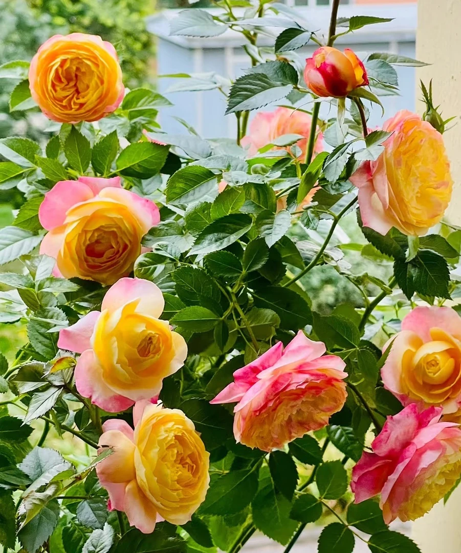 【变色彩虹花60-80cm】爬藤花苗重瓣苗阳台庭院四季开花