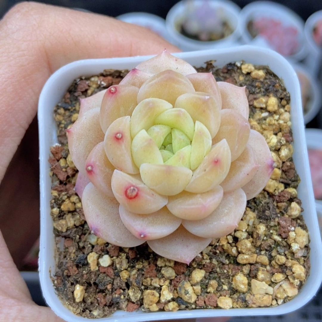 春泥家框拍链接H64