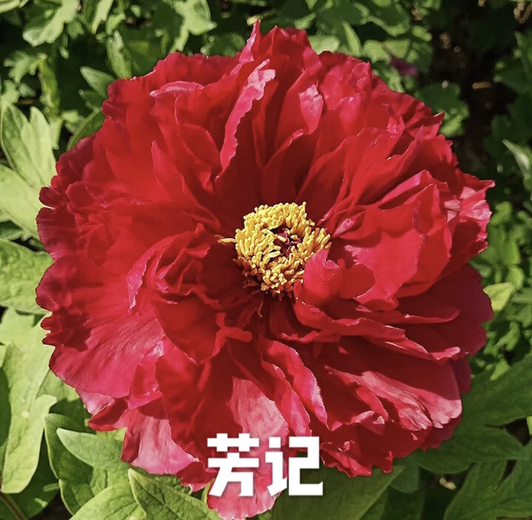 芳记 稀有国旗红牡丹品种