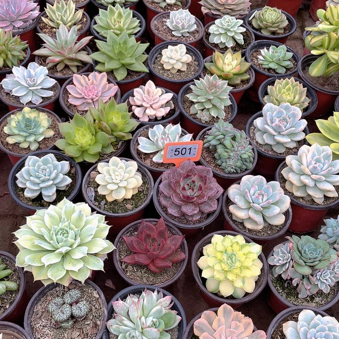 9***1501号多肉植物盆栽