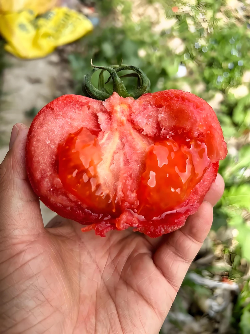 酸甜番茄普罗旺斯沙瓤柿子番茄西红柿产地直发烟台海阳现摘现发