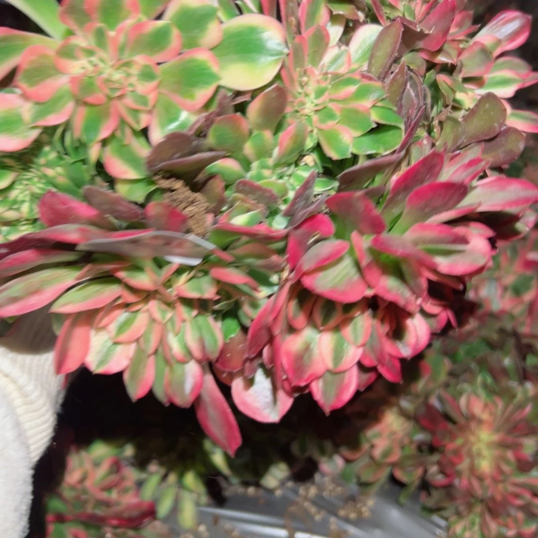 450 号多肉植物新年福利