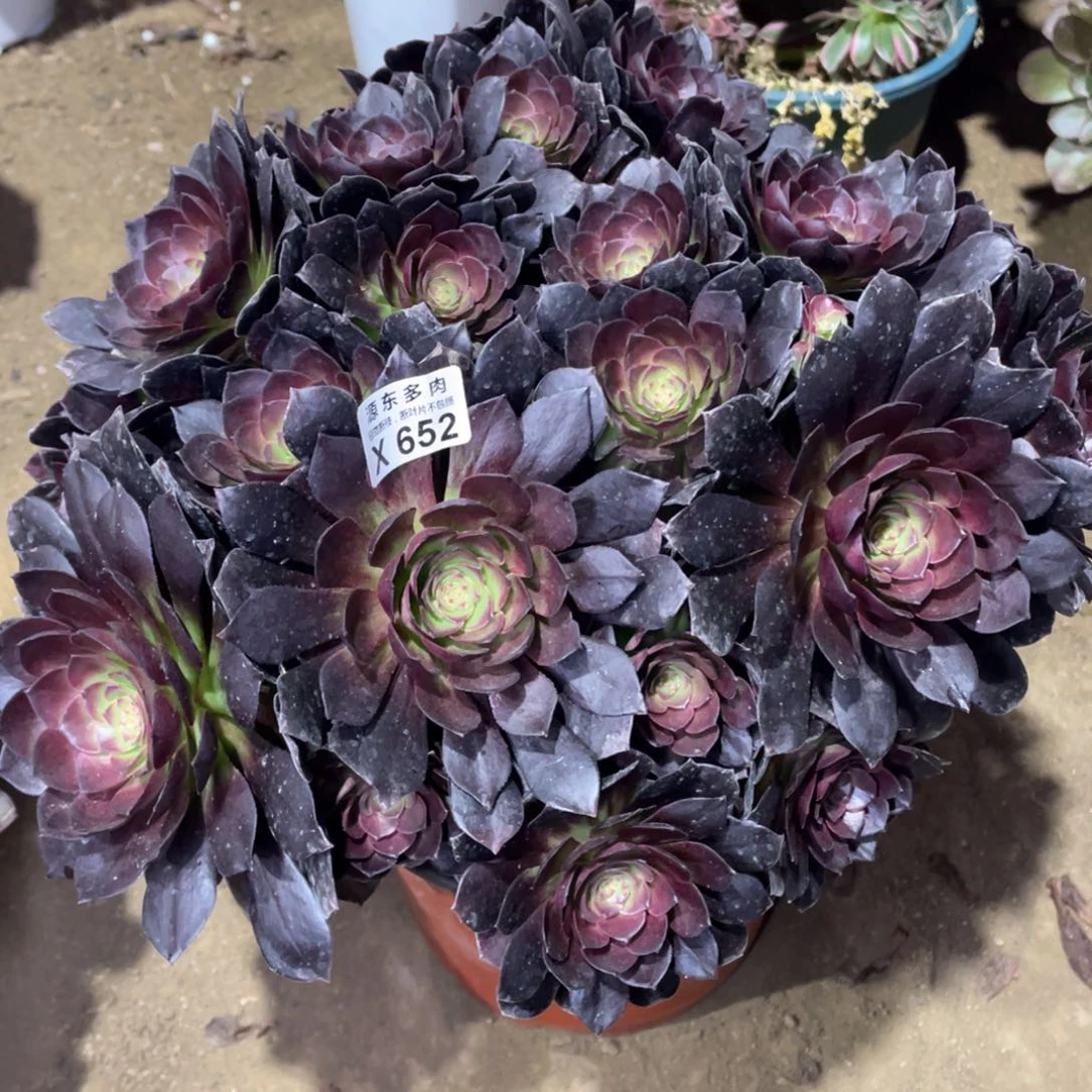 652黑美人多肉法师断枝不包