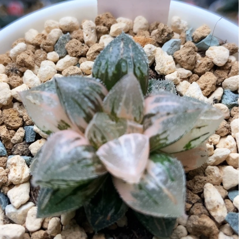 【闪购商品】用****3砂糖44