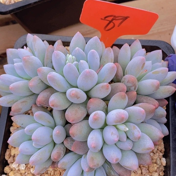 在家里面吃饭的吗