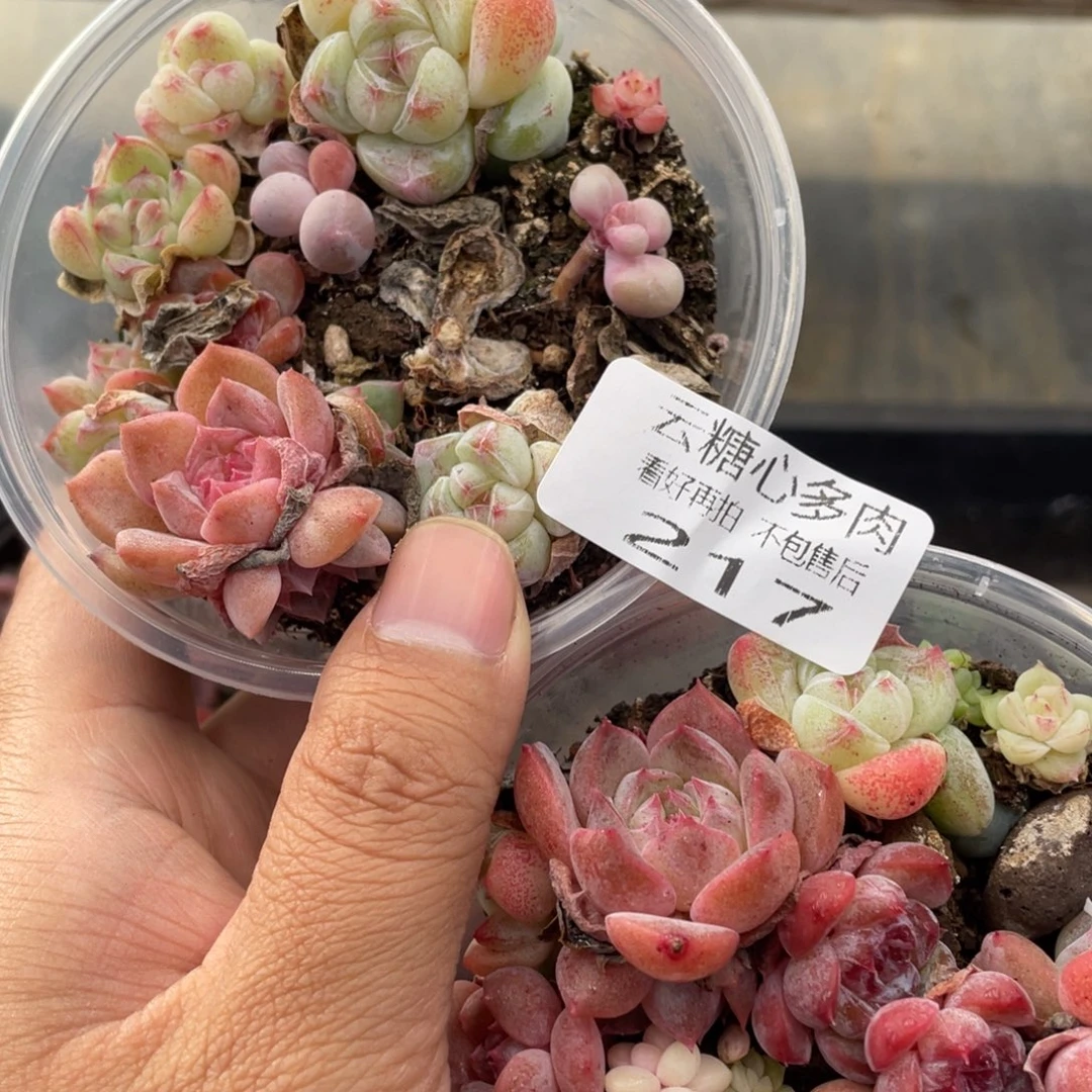 云糖心多肉植物217