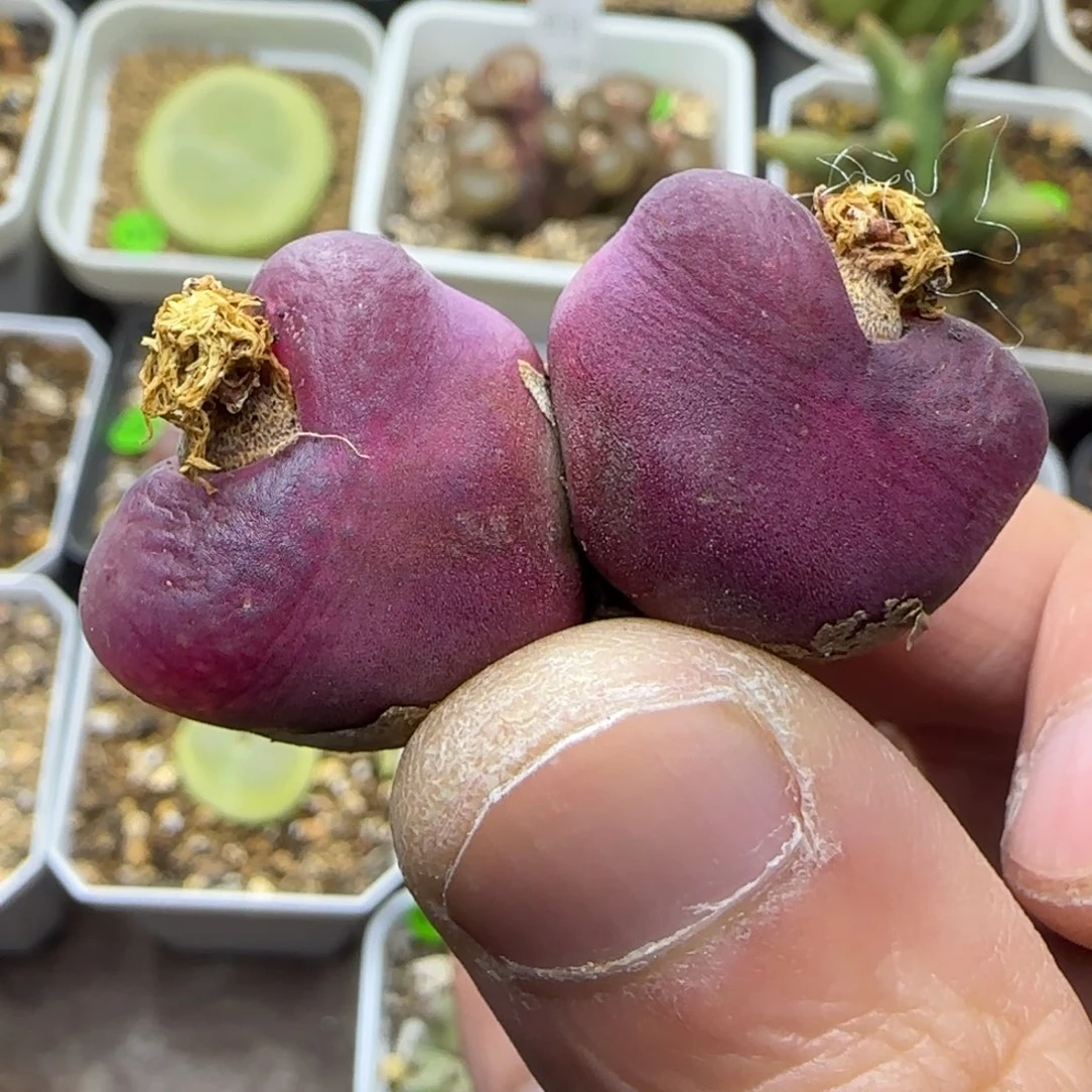 丝绒双头多肉植物169