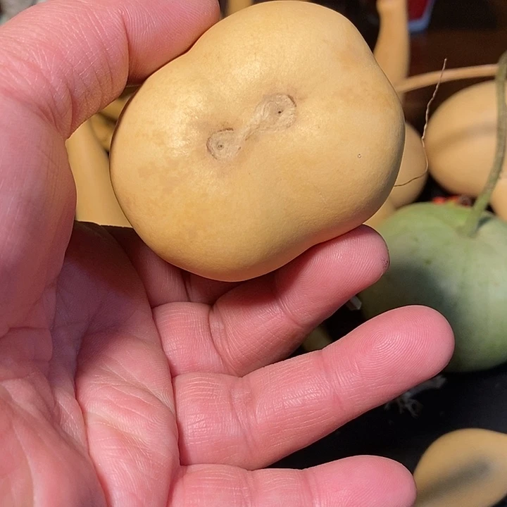 青*精品葫芦手把葫芦66